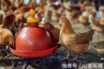 科技除臭，綠色養(yǎng)殖 豬糞雞糞有機肥與家禽養(yǎng)殖環(huán)境的一體化解決方案