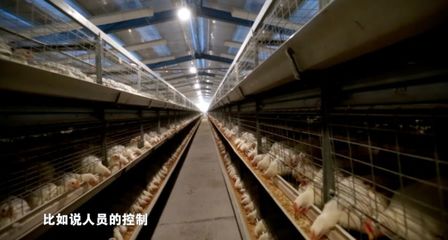 疫情當(dāng)前，家禽養(yǎng)殖防病指南 筑牢生物安全防線